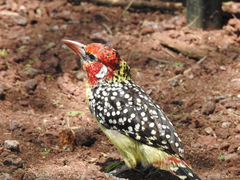 Trachyphonus erythrocephalus