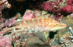 Oxycheilinus celebicus
