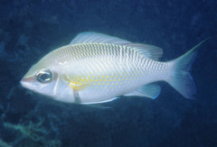 Scolopsis margaritifera