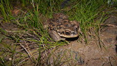 Rhinella arunco