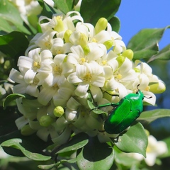 Ischiopsopha wallacei