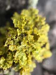 Vulpicida canadensis