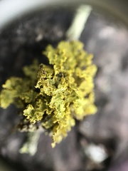 Vulpicida canadensis