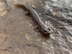 Desmognathus fuscus