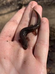 Desmognathus fuscus