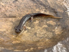 Desmognathus fuscus
