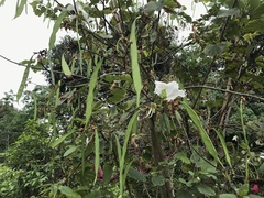 Bauhinia variegata