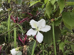Bauhinia variegata