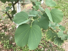 Bauhinia variegata