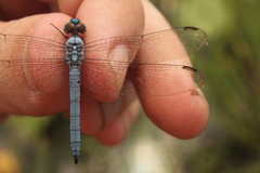 Chalcostephia flavifrons