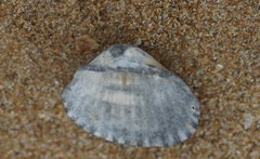 Tegillarca granosa