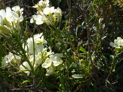 Erysimum concinnum