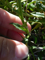 Erysimum concinnum