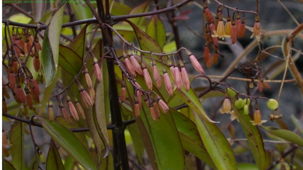 West Indian milkberry from Isabela, Ecuador on October 20, 2010 at 09: ...