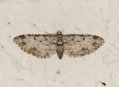 Eupithecia zelmira