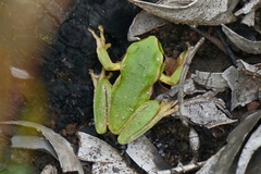 Ranoidea nudidigita