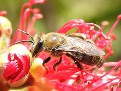 Leioproctus amabilis