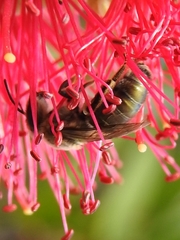 Leioproctus amabilis