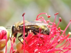 Leioproctus amabilis