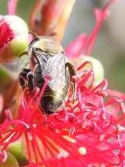 Leioproctus amabilis