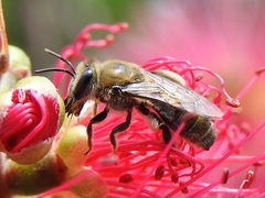 Leioproctus amabilis