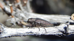 Ectinogonia buquetii
