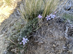 Phlox hoodii