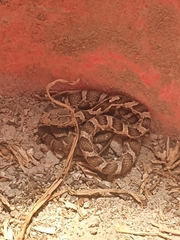 Mastigodryas pulchriceps