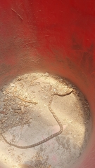 Mastigodryas pulchriceps