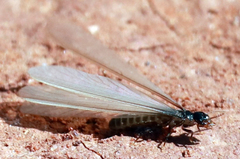 Termitinae
