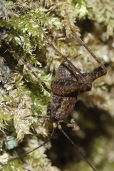 Pleioplectron hudsoni