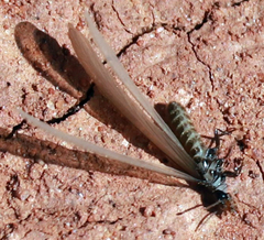 Termitinae