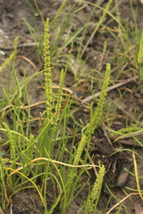 Triglochin buchenaui