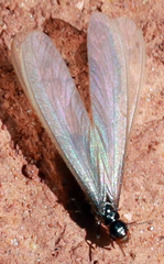 Termitinae