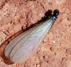 Termitinae