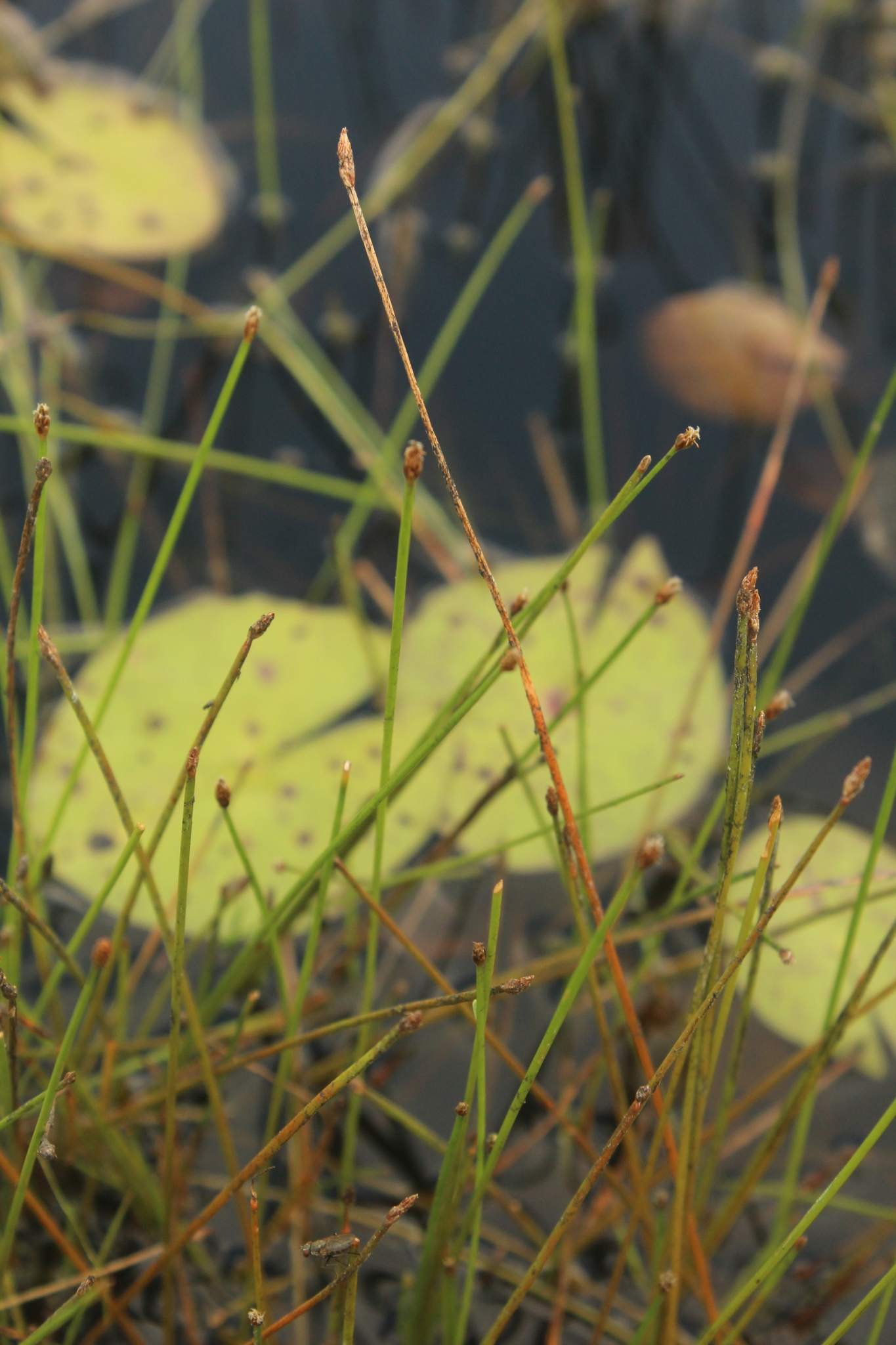 NA https://www.inaturalist.org/observations/78798792