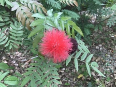 Calliandra haematocephala