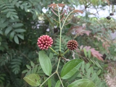 Calliandra haematocephala