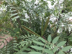 Calliandra haematocephala