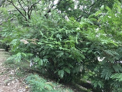 Calliandra haematocephala