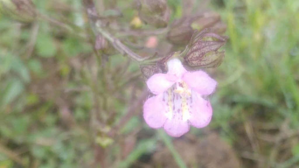 Agalinis communis (Agalinis communis)