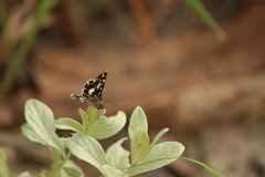 Ernsta dromus