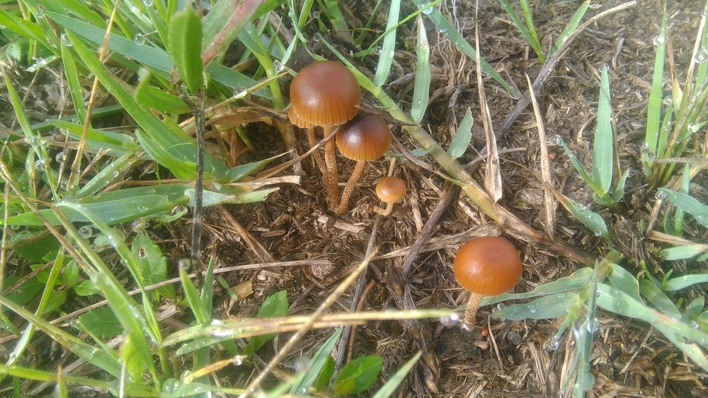 Deconica coprophila · March 2021 · photo: © bahianoayala (iNaturalist, cc-by)