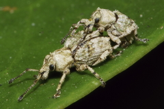 Brachyolus punctatus