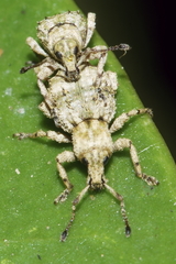 Brachyolus punctatus