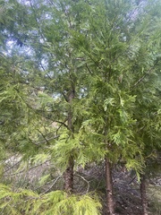 Calocedrus