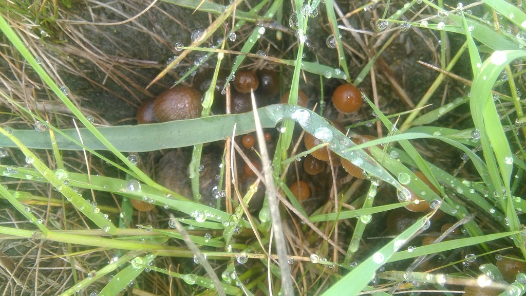 Deconica coprophila · March 2021 · photo: © bahianoayala (iNaturalist, cc-by)