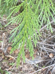 Calocedrus
