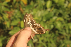 Papilio constantinus