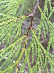 Calocedrus